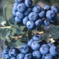 Vaccinium corymbosum silauoge.jpg